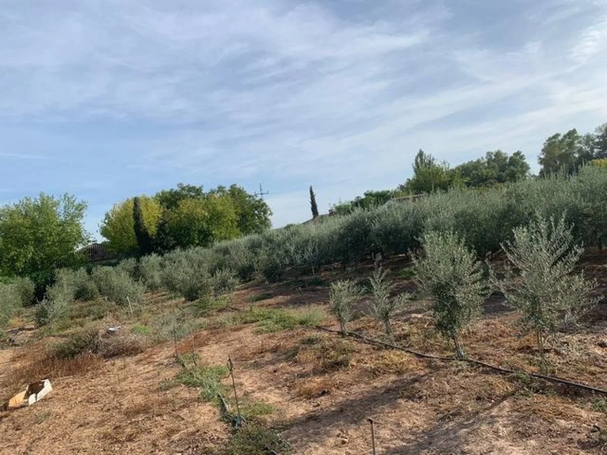 Alamillo plot with 2,500 m²