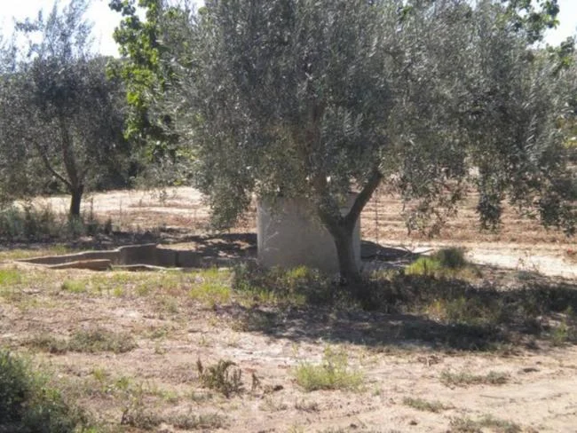 Finca rústica con parcela de 1,6 hectáreas