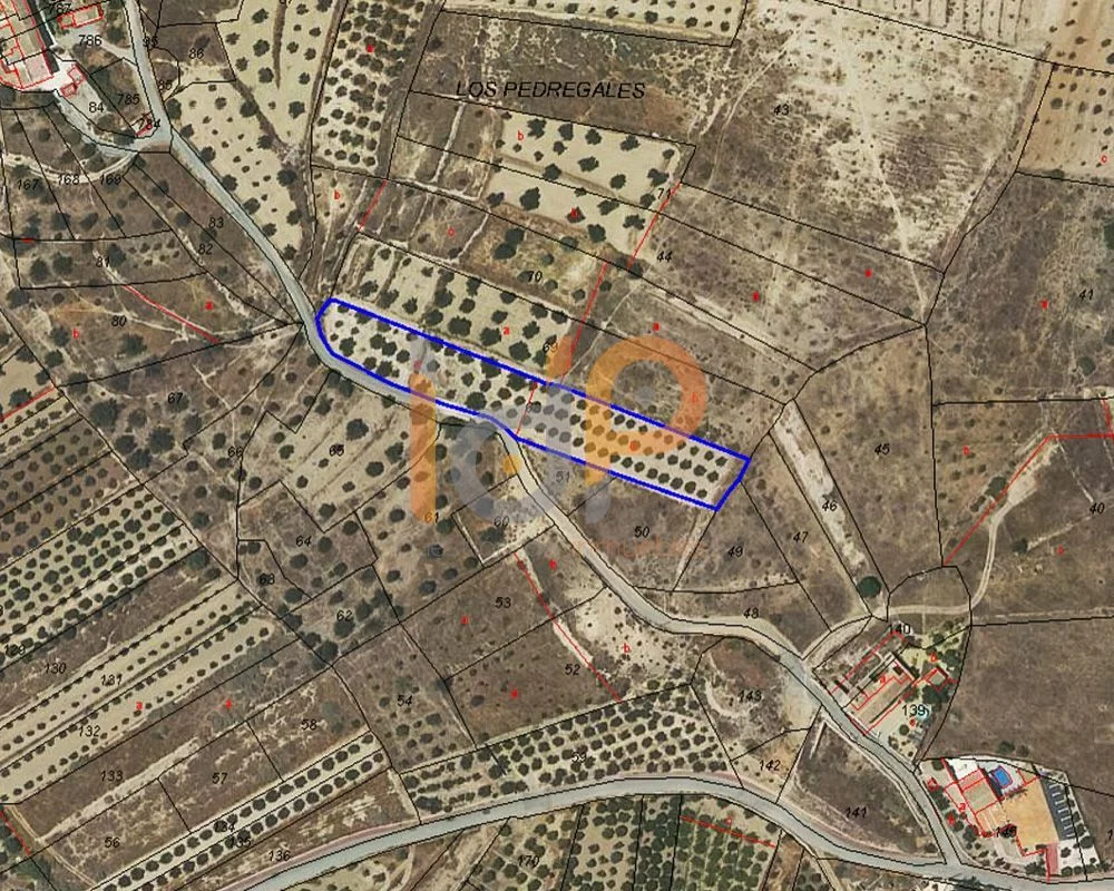 Rural plot, 85 productive olive trees