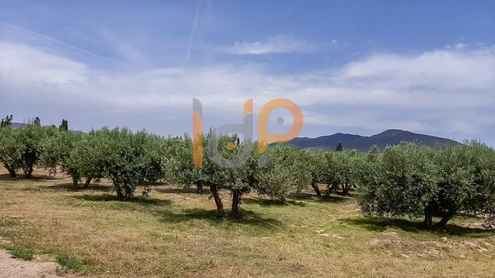Rustic plot with productive olive grove