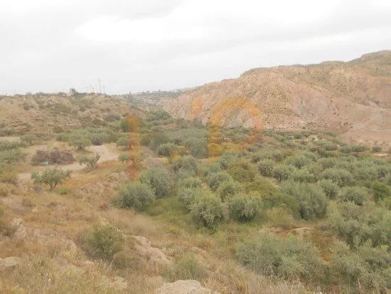 Rustic land with 105 olive trees