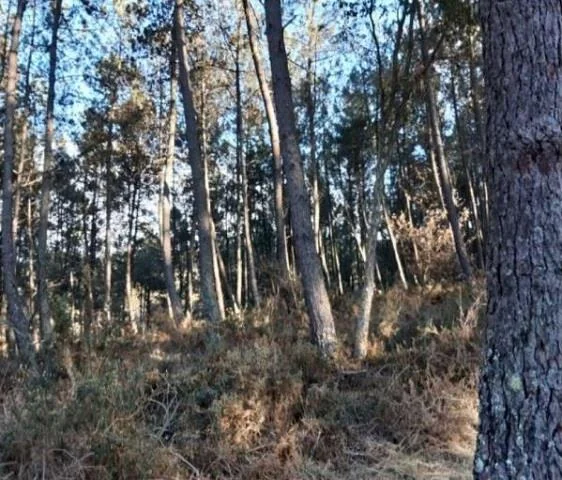 Participación en terreno rústico de Toén
