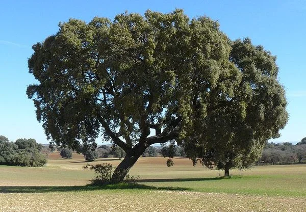 Large rural plot near Cipérez