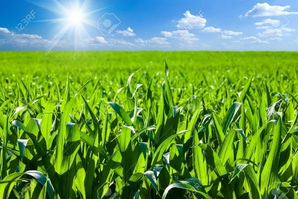 Irrigated rural land near La Maya