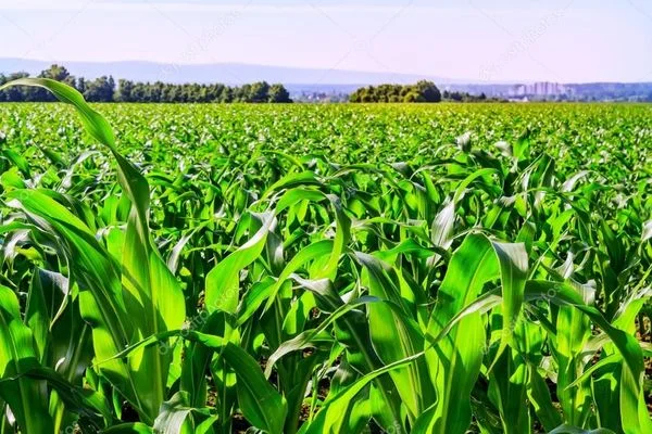 Irrigated 8-hectare rural land