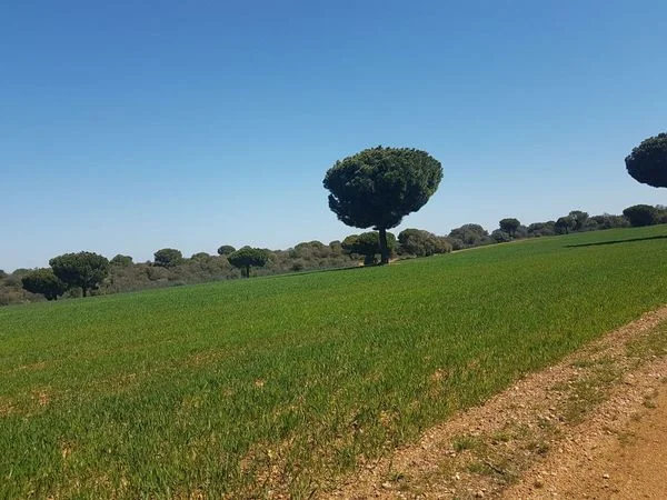 135,000 m² agricultural land near town