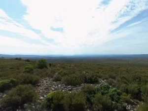 Parcela rústica de olivos en Millares