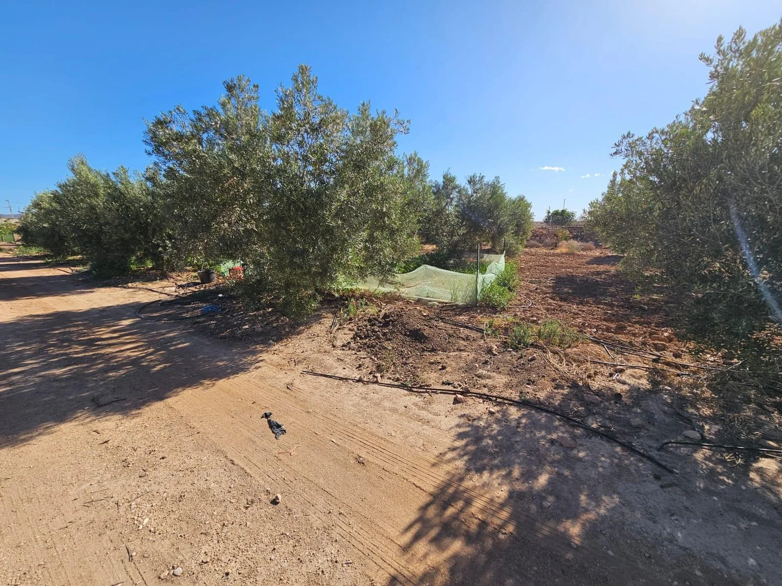 Terreno de regadío cerca de Los Cánovas