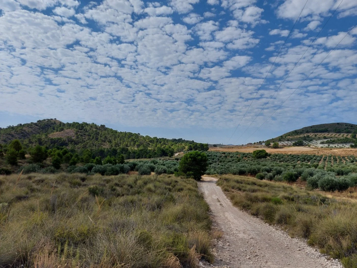 Large rustic land plot in La Viña