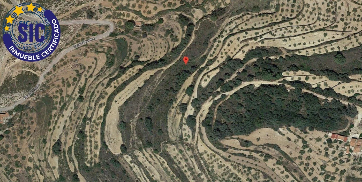 Almond farm near Sierra Engarceran