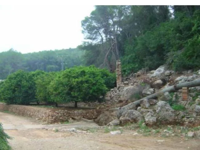 Cultivable wooded land near Alzira