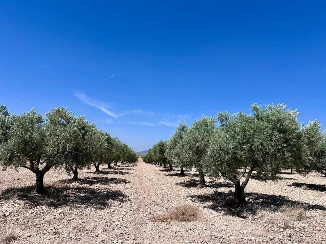 Productive olive grove near Monóvar