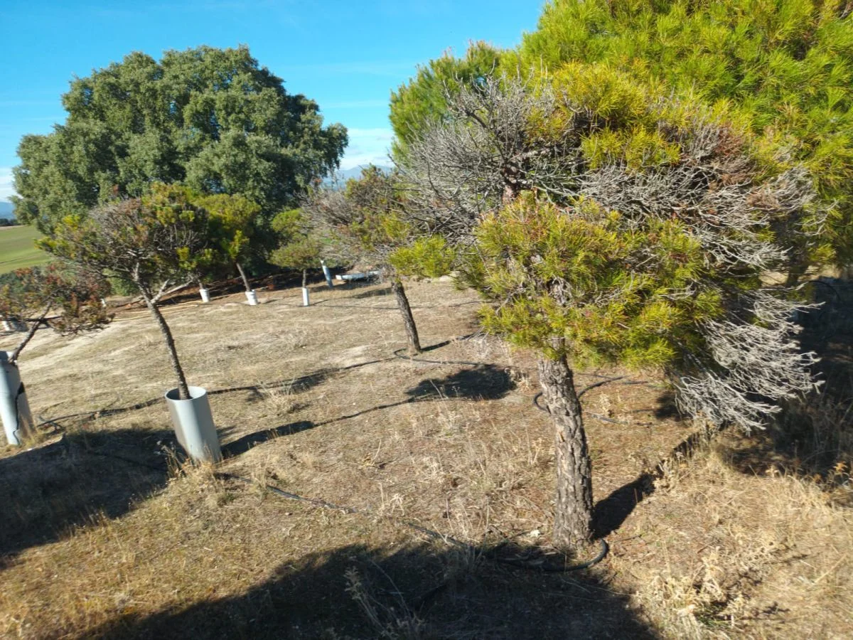 Finca rústica cerca de Brunete, 8.000 m²