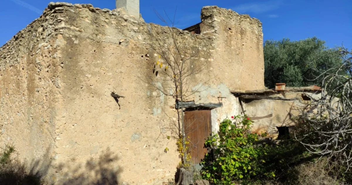 Productive olive farm with rural caseta