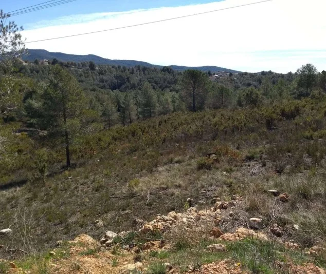 Solar urbano rodeado de bosque