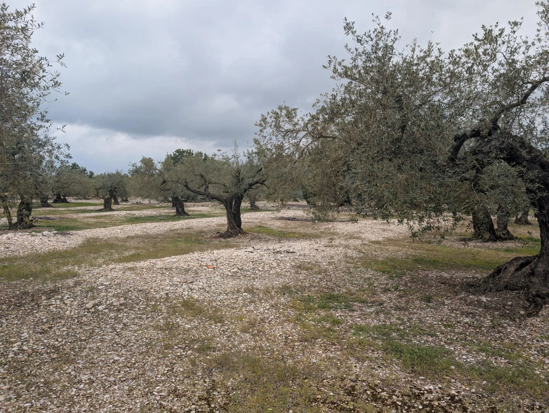 Traiguera rural olive land, 11,000 m²