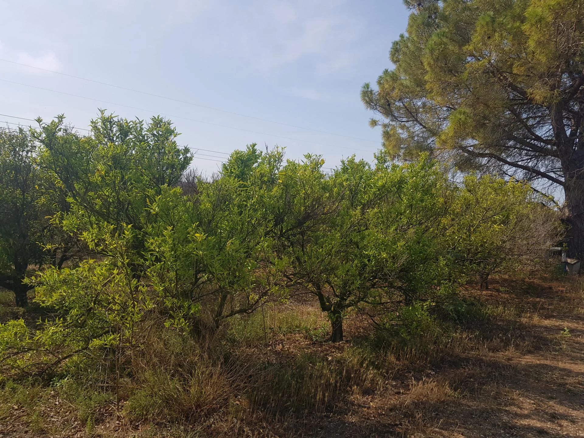 Terreno rural citrícola cerca de La Galera