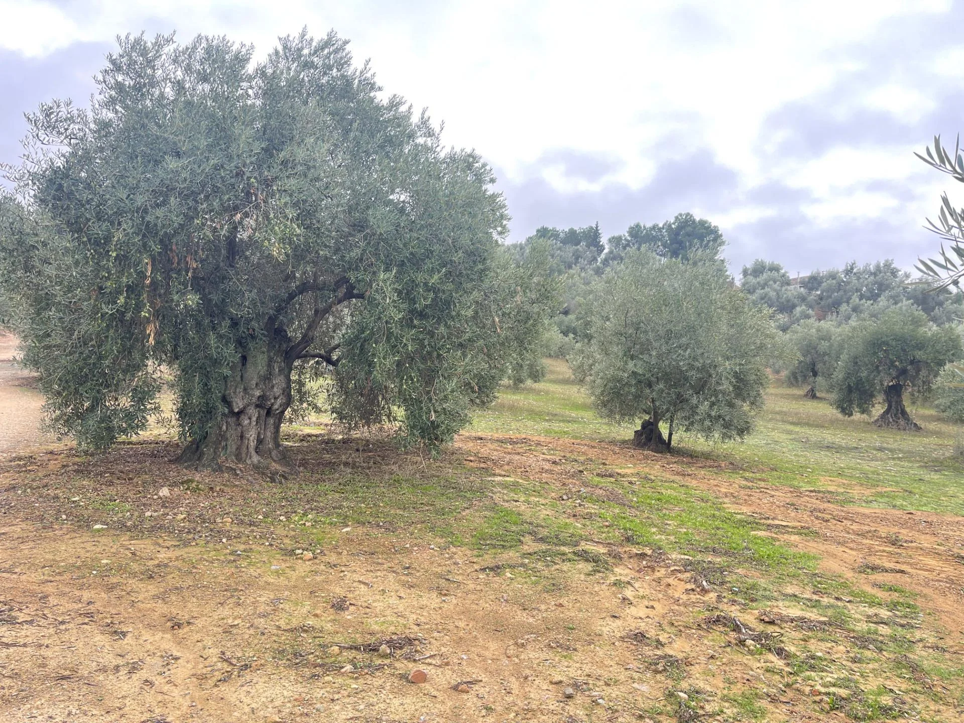 Rural olive plot near Archidona, 5,941 m²