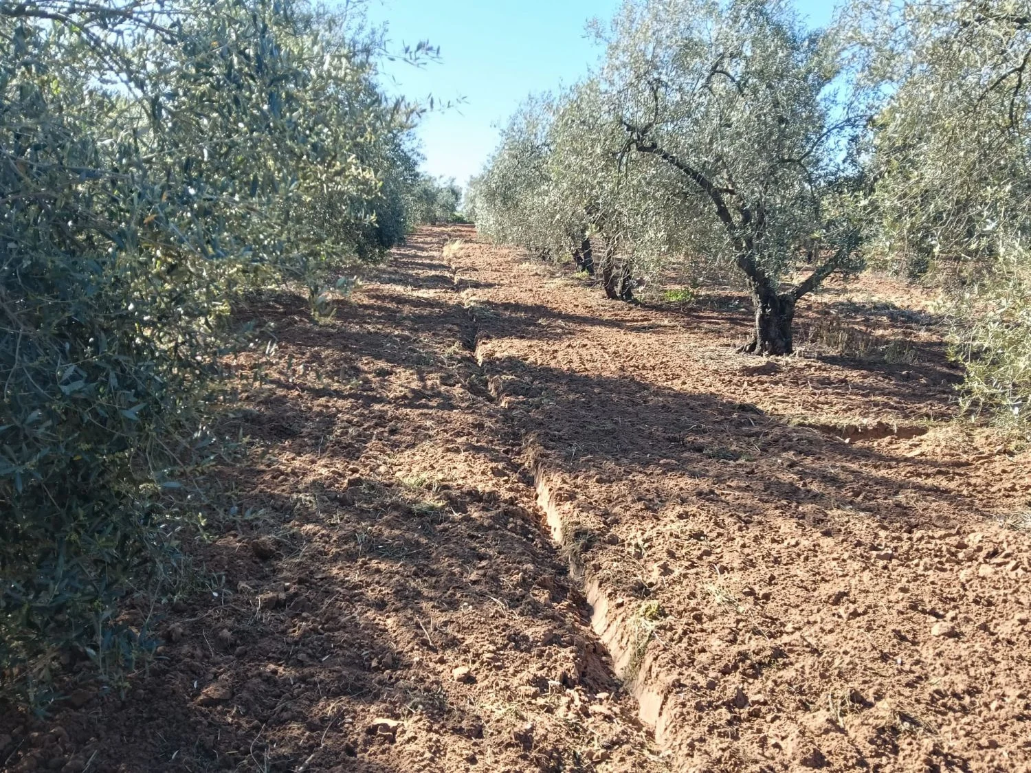 Finca rústica con 100 olivos