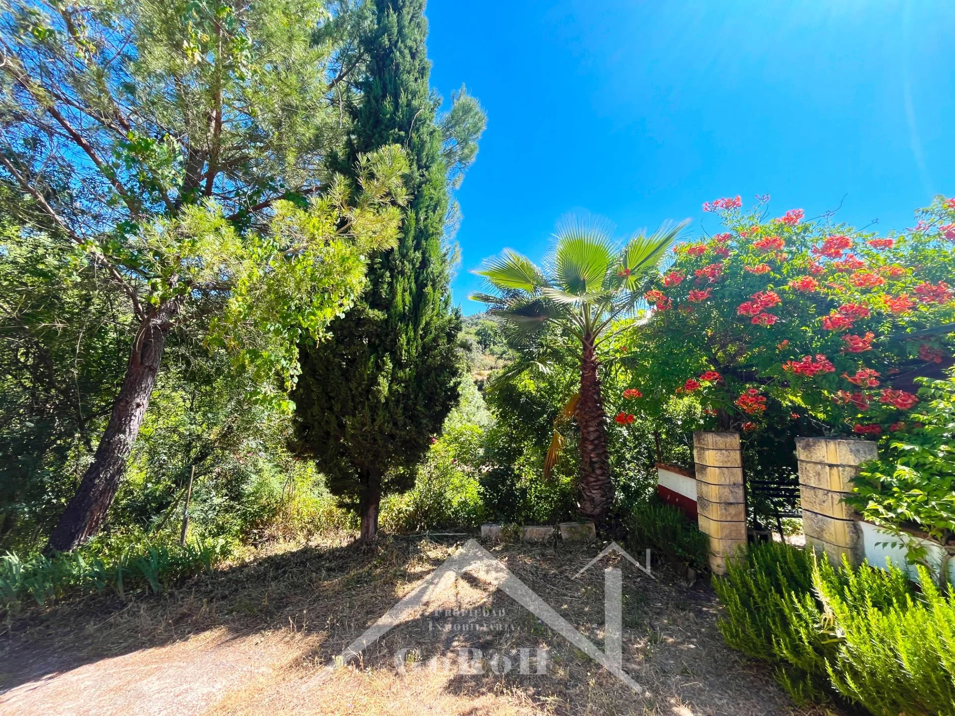 Rural estate with organic olive grove