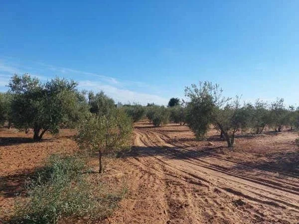 Terreno rústico de olivar cerca de Arahal