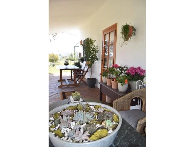 Chalet rural con olivar