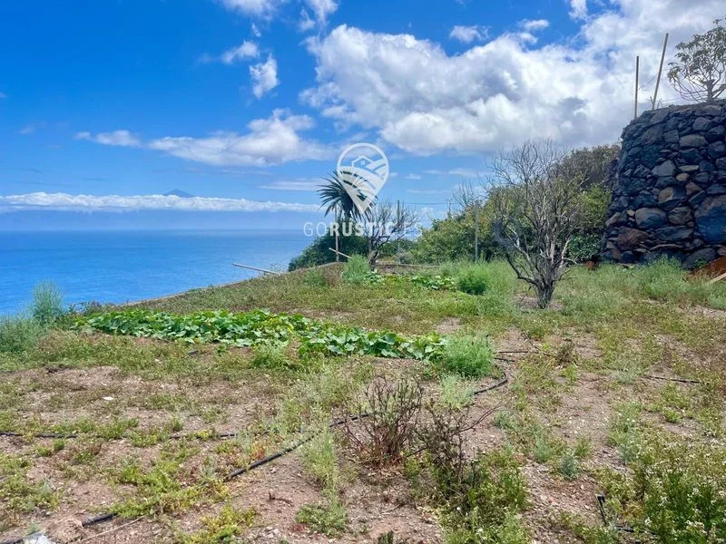 Mango farm near Agulo with sea views