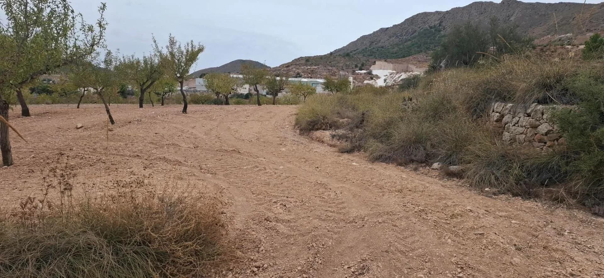 Rustic almond grove near La Romana