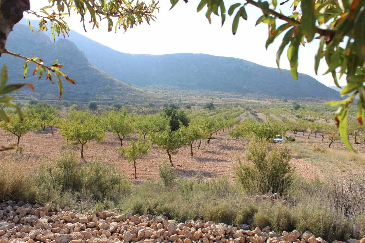 Productive almond finca near Barbarroja