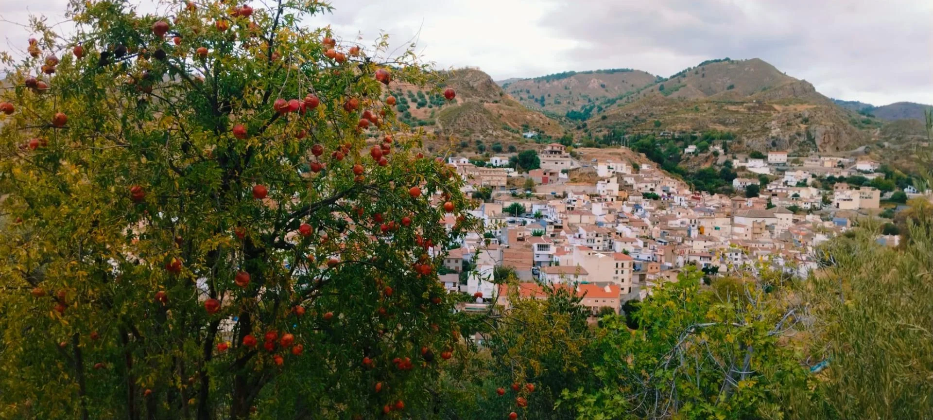 Quéntar rural land with 200 olives