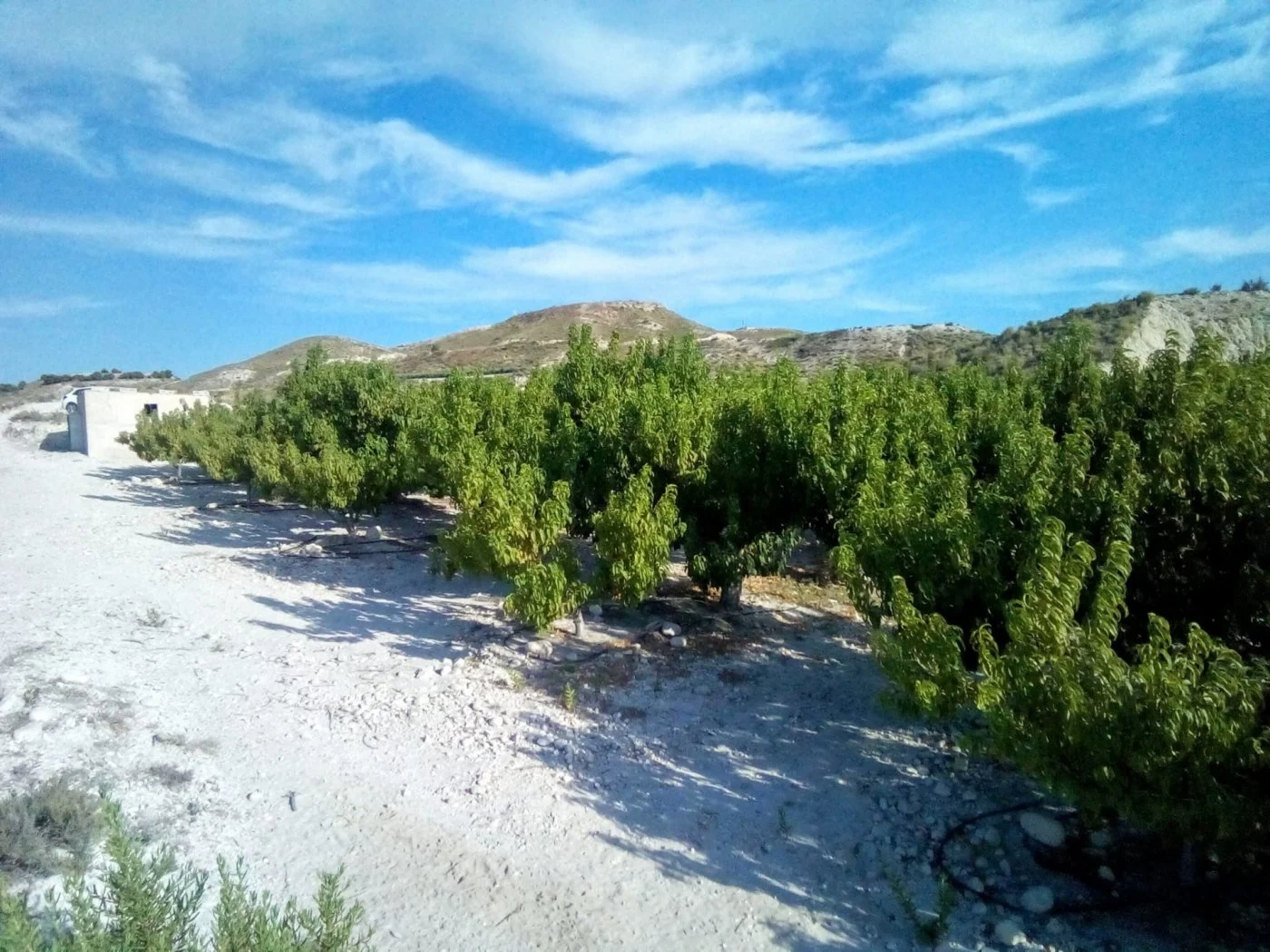 Parcela productiva de 4.854 m² en El Fenazar