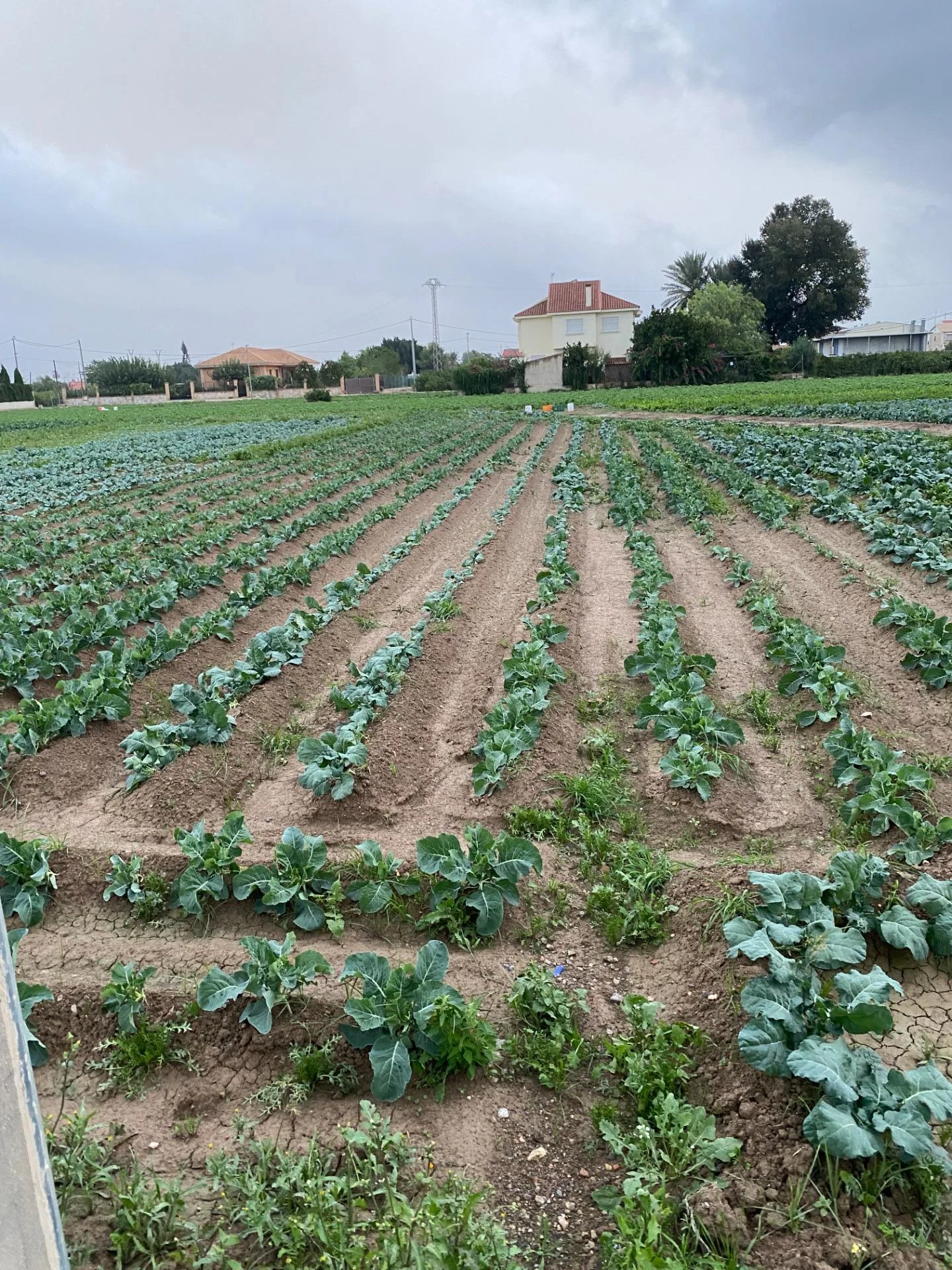 Rustic Murcia plot with utilities