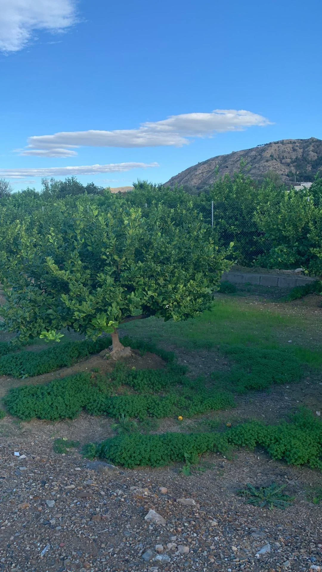 Cultivated orchard land near Murcia