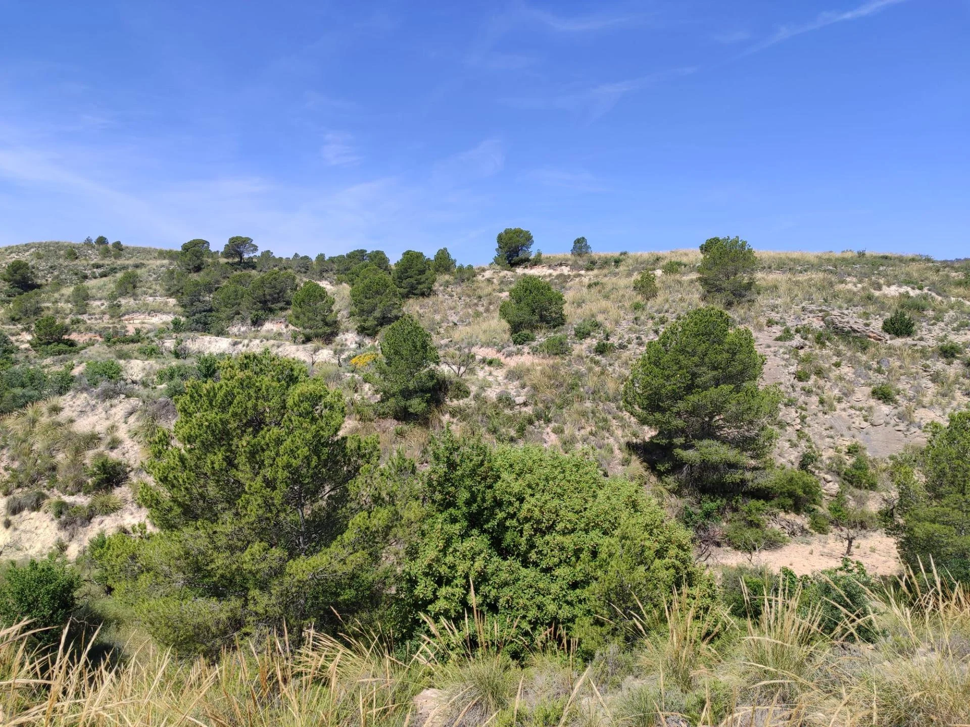 55,000 m² rural plot near Mula
