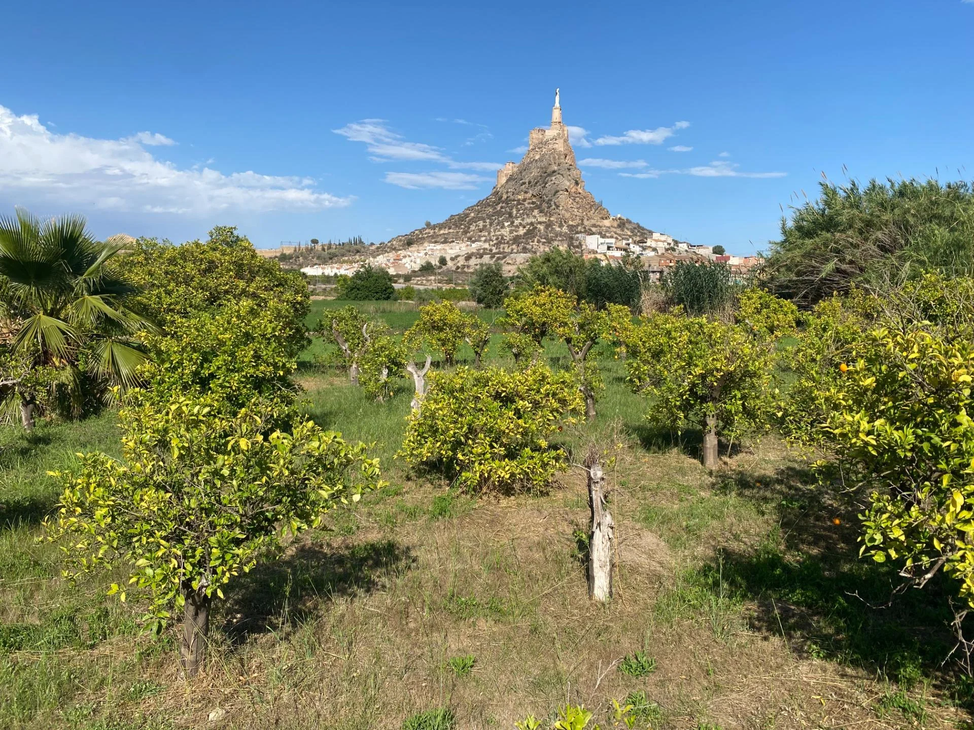 Irrigated rural plot with fruit trees