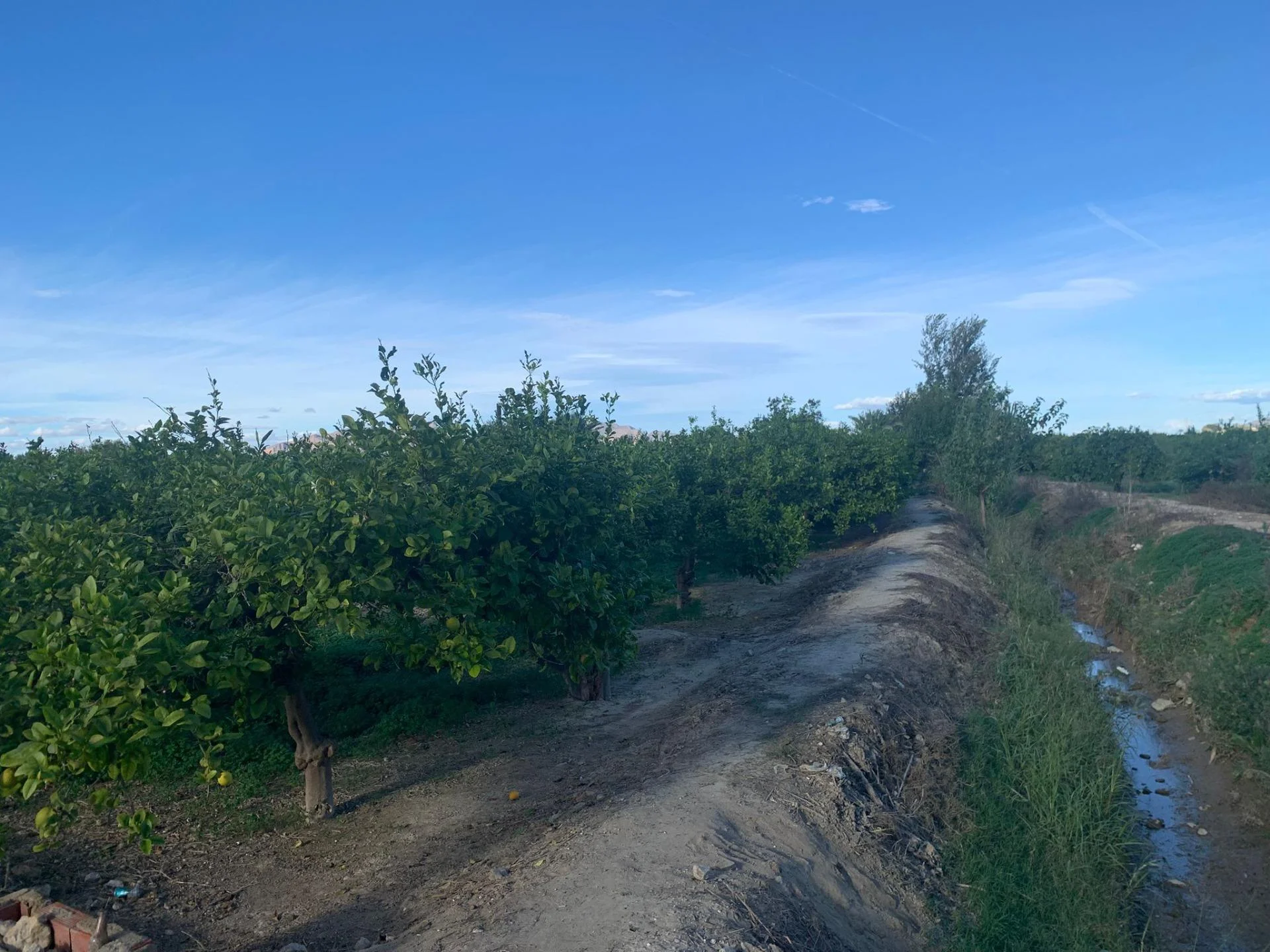 Parcela rural productiva de limones cerca de Murcia