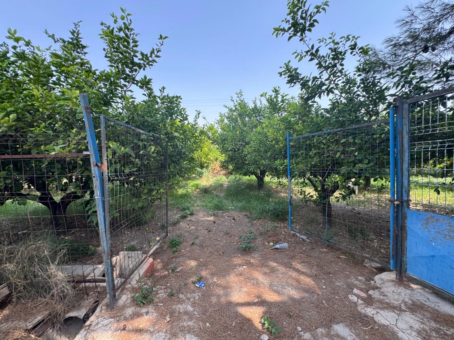 Rural plot with productive lemon grove