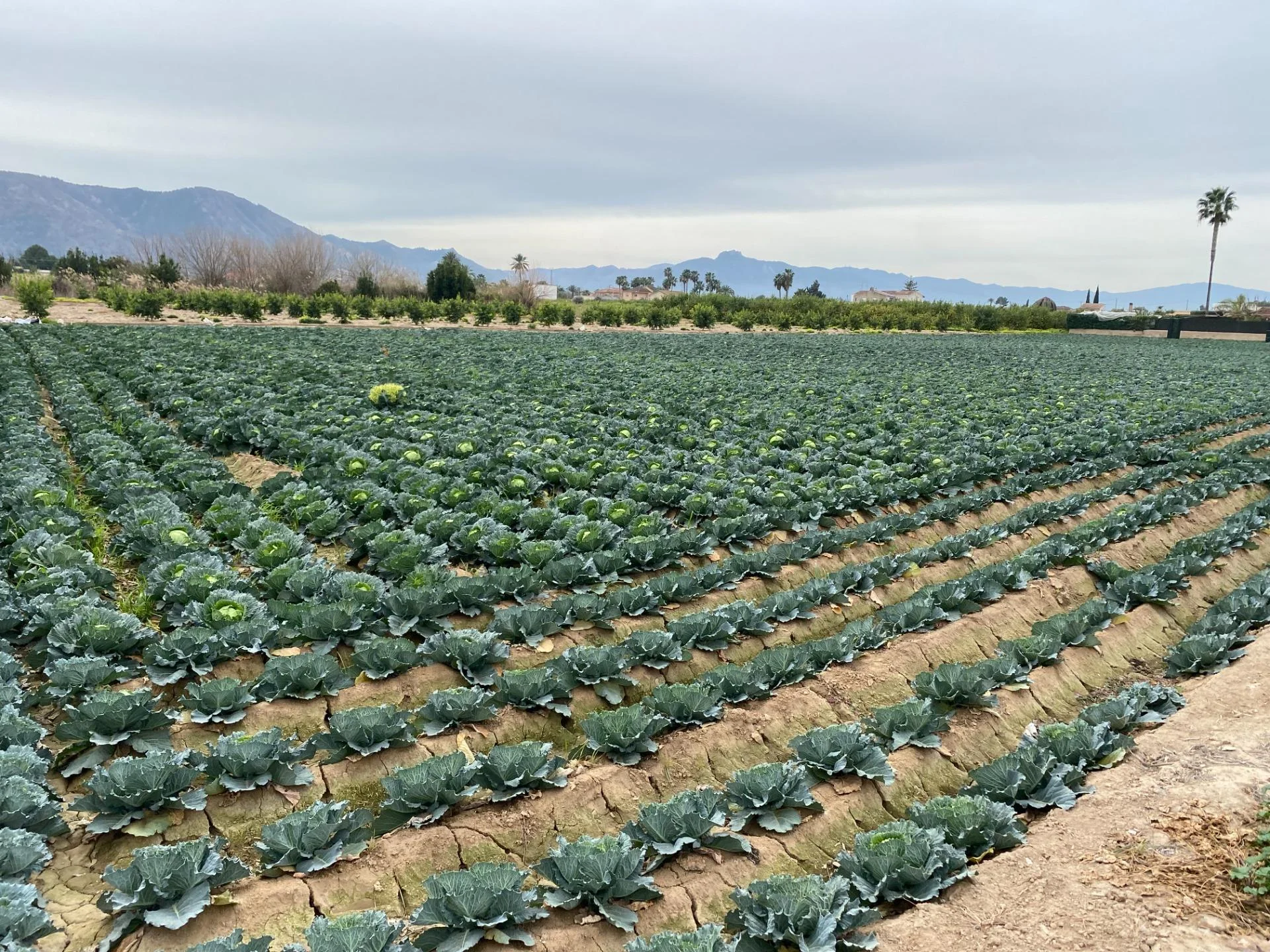 Urban plot near Murcia, 1,700 m²