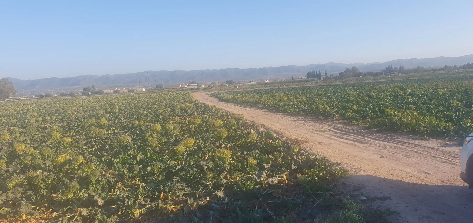 Parcela de 14.000 m² en Cazalla