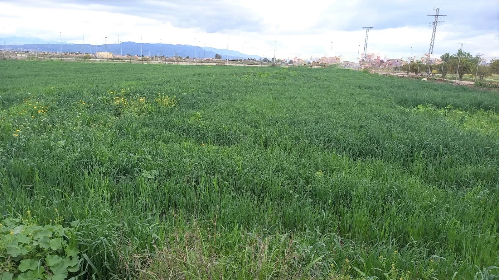 Gran parcela en Purias, cerca de Lorca