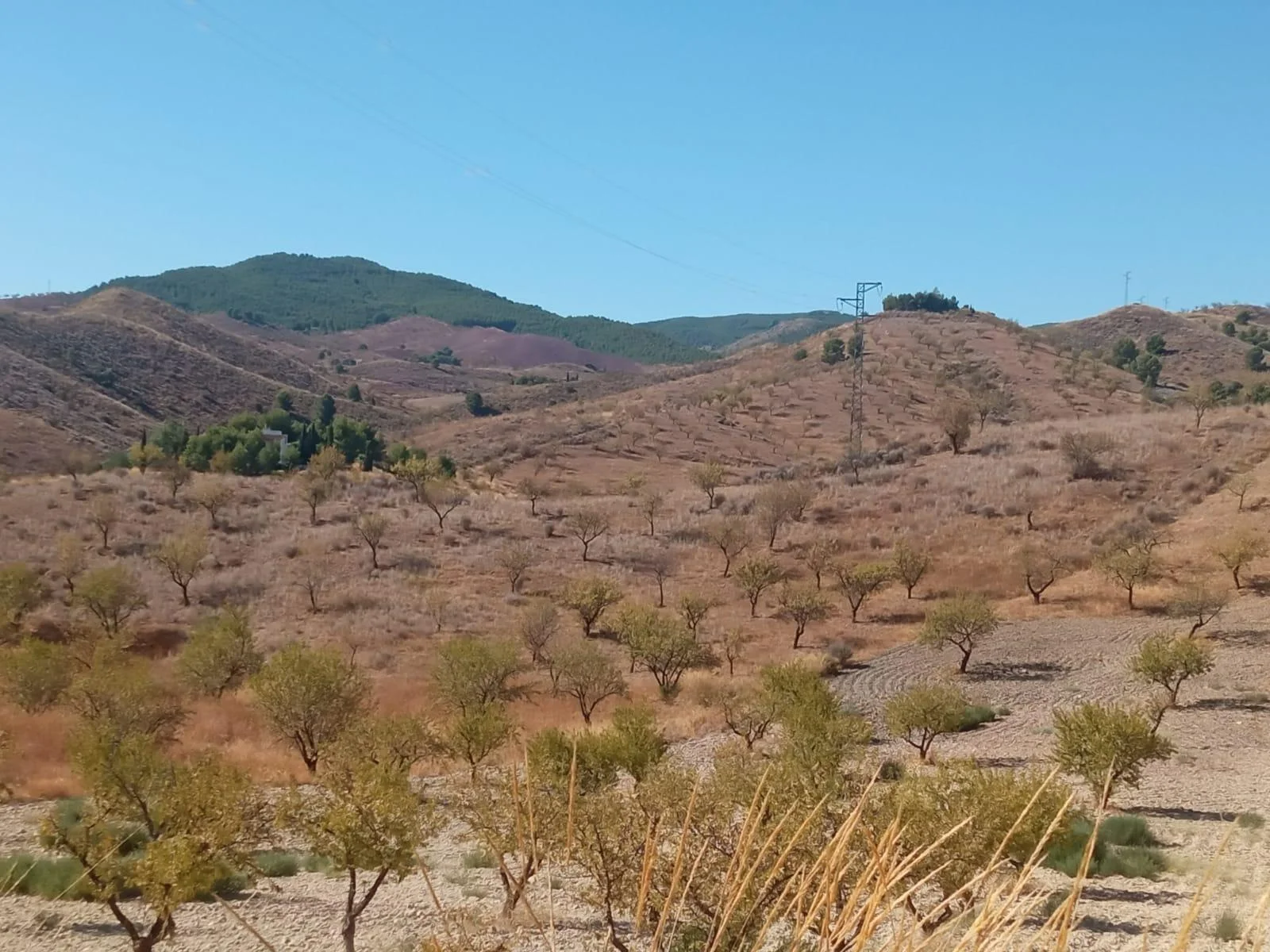 Productive rural land near Lorca