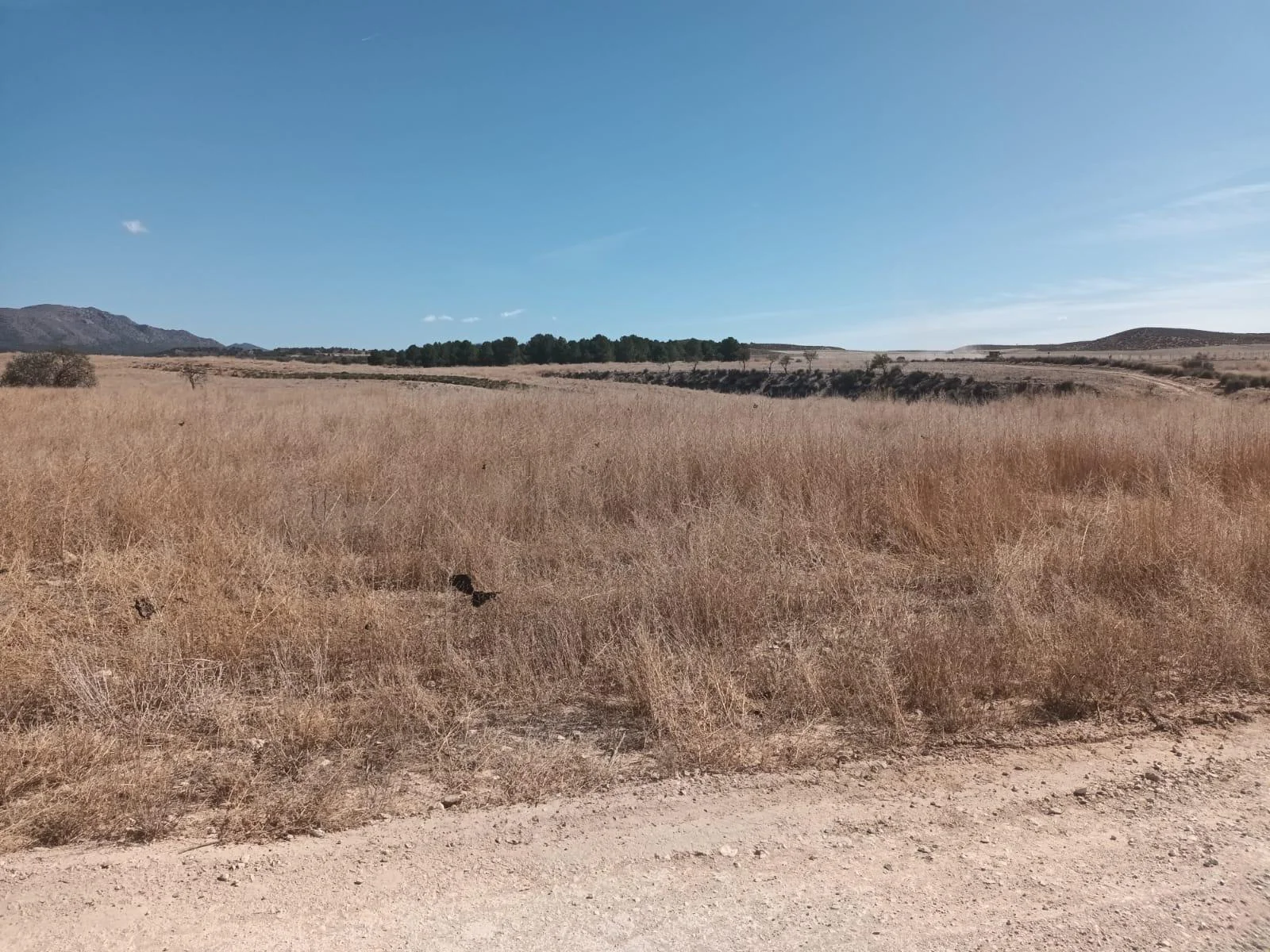 Gran parcela rural con derechos de riego