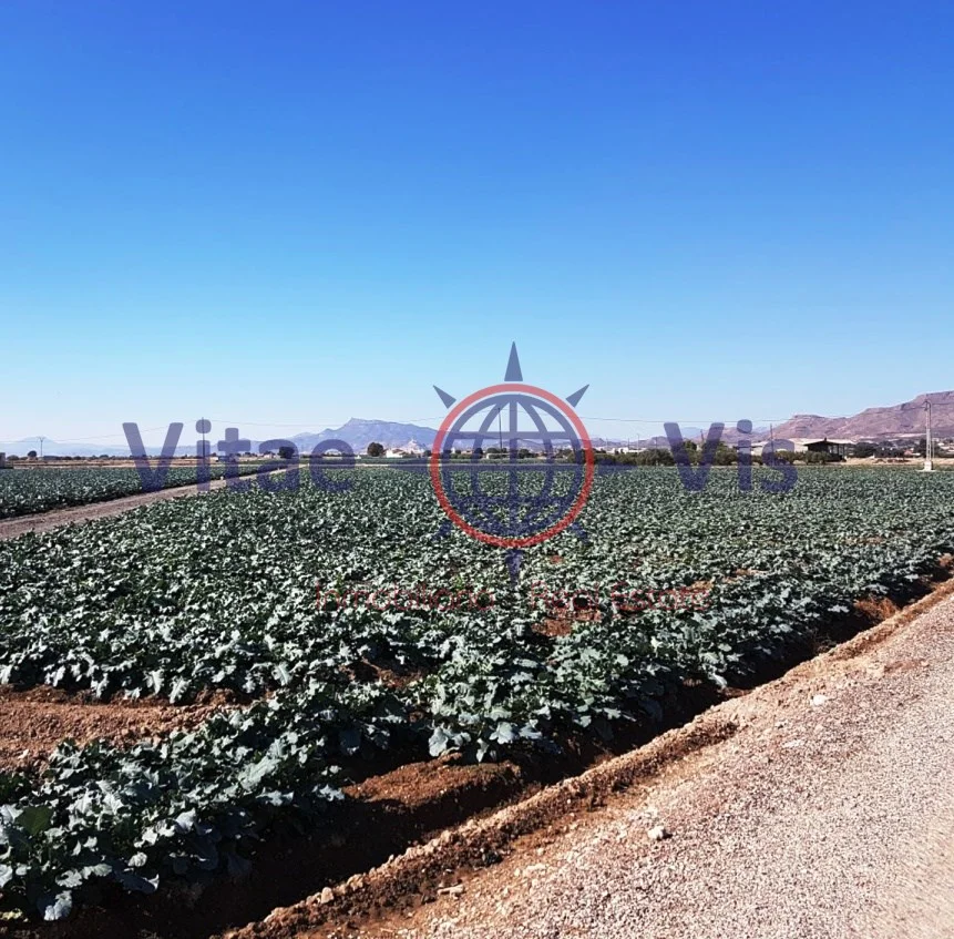 Irrigated La Hoya plot, 5,000 m²