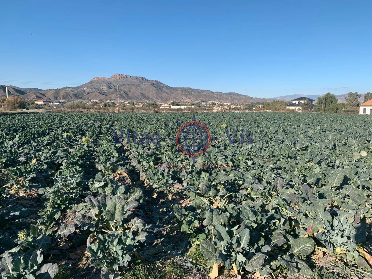 Terreno de regadío de 15.000 m² en Torrecilla