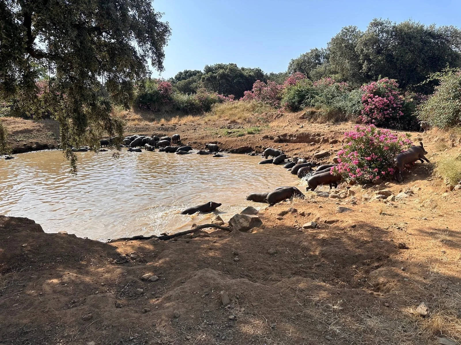 Gran finca rústica con potencial de reforma