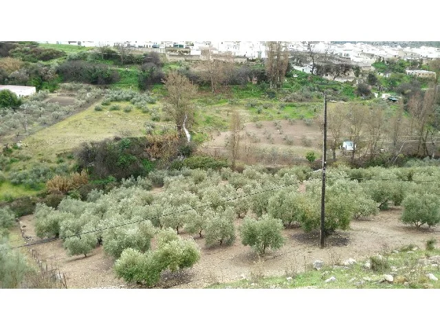 Olivar productivo de regadío, 12.800 m²