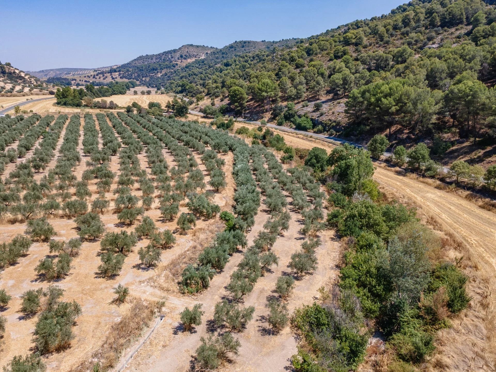 Rural olive grove with 110 trees