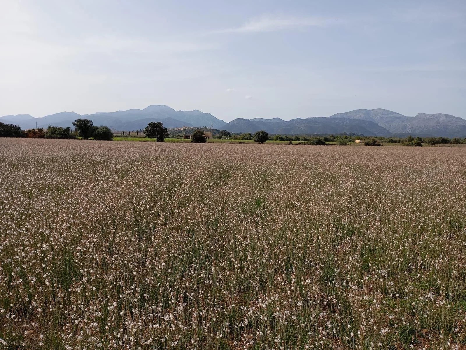 Gran parcela en Sa Pobla, 80.738 m²
