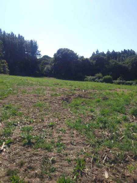 Parcela rústica llana con vivienda en ruina