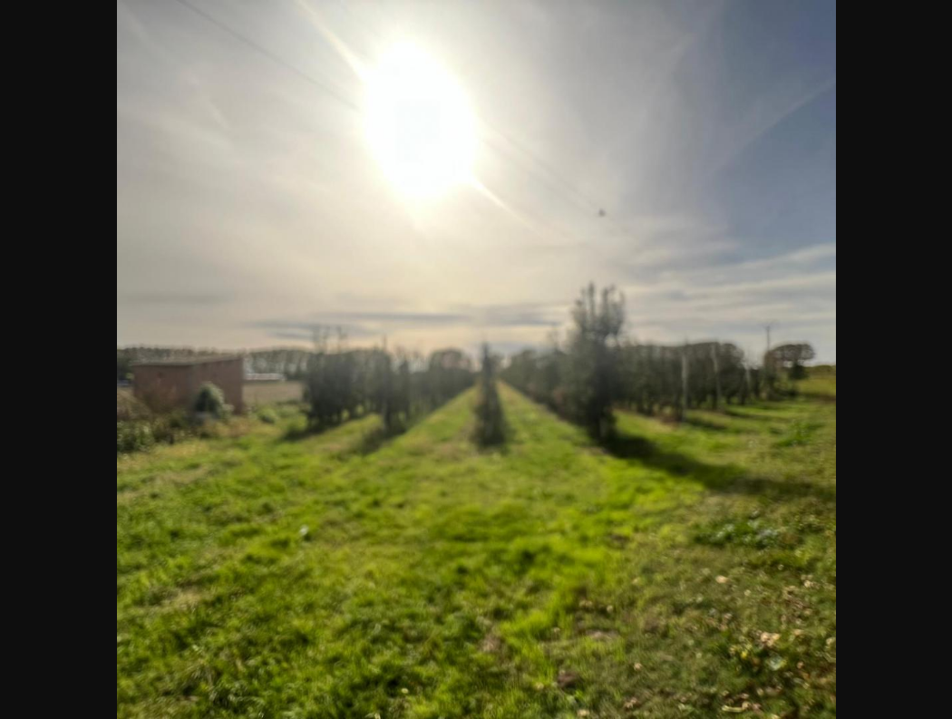 Rural plot in Golmés, 12,592 m²